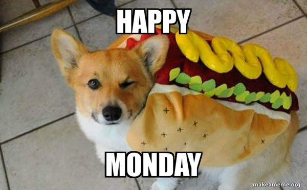 Yorkie in a hotdog costume Happy Monday