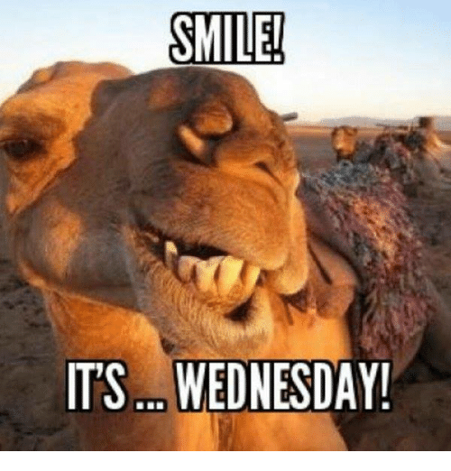 Camel smiling.  Smile!  It's...Wednesday!