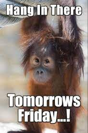 orangutan says, "Hang in there.  Tomorrow's Friday!"